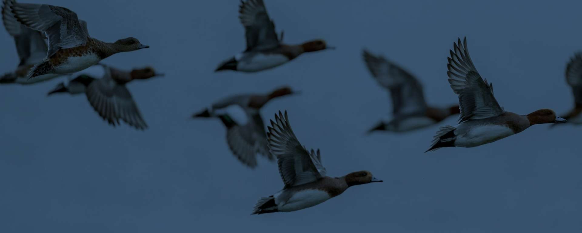 Reversing Labor’s unjust hunting licence fee increase.