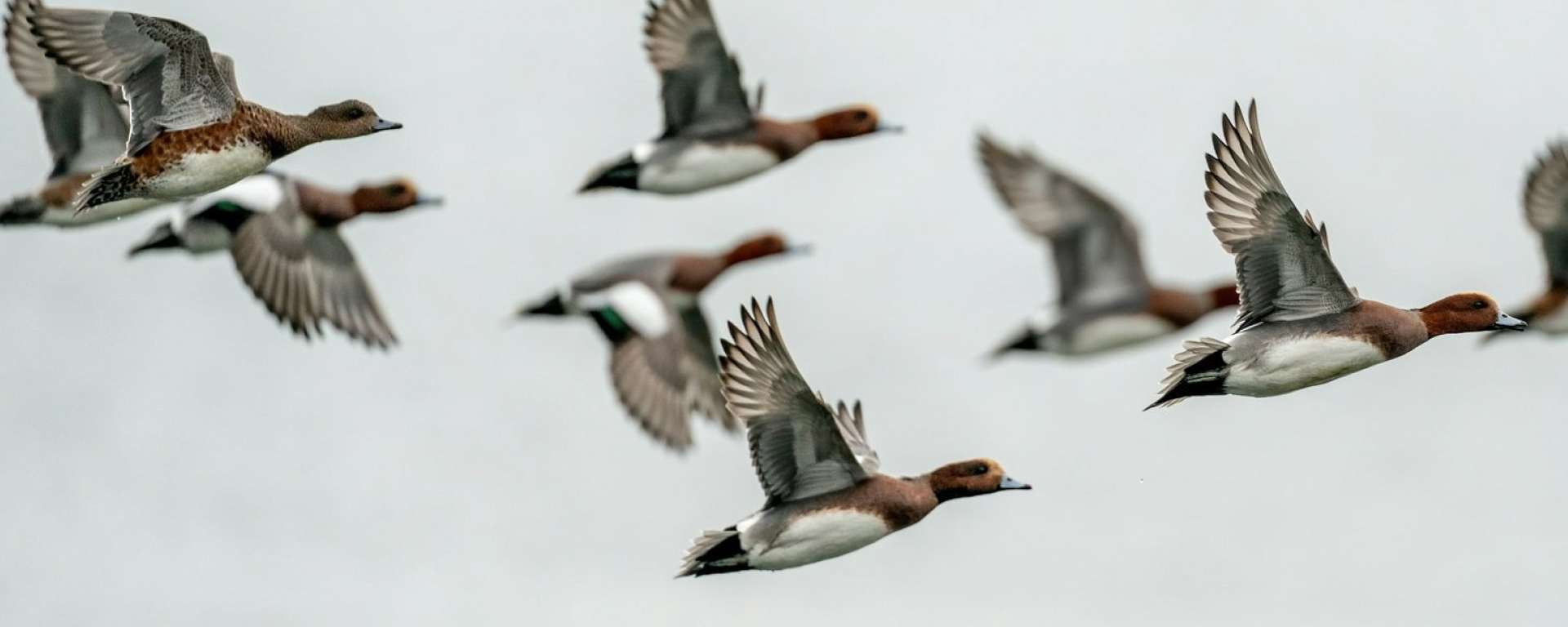 Fairer Fees for Duck Hunting