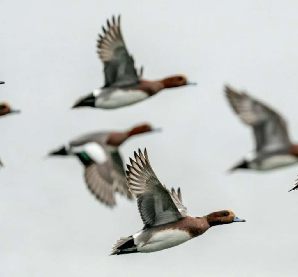 Fairer Fees for Duck Hunting